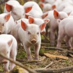 Fermă de porci din Olt, anchetată de Parchetul European pentru fraudă de 3,3 milioane lei