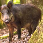 Zona Borhanici din Cluj-Napoca este plină de turme de mistreți