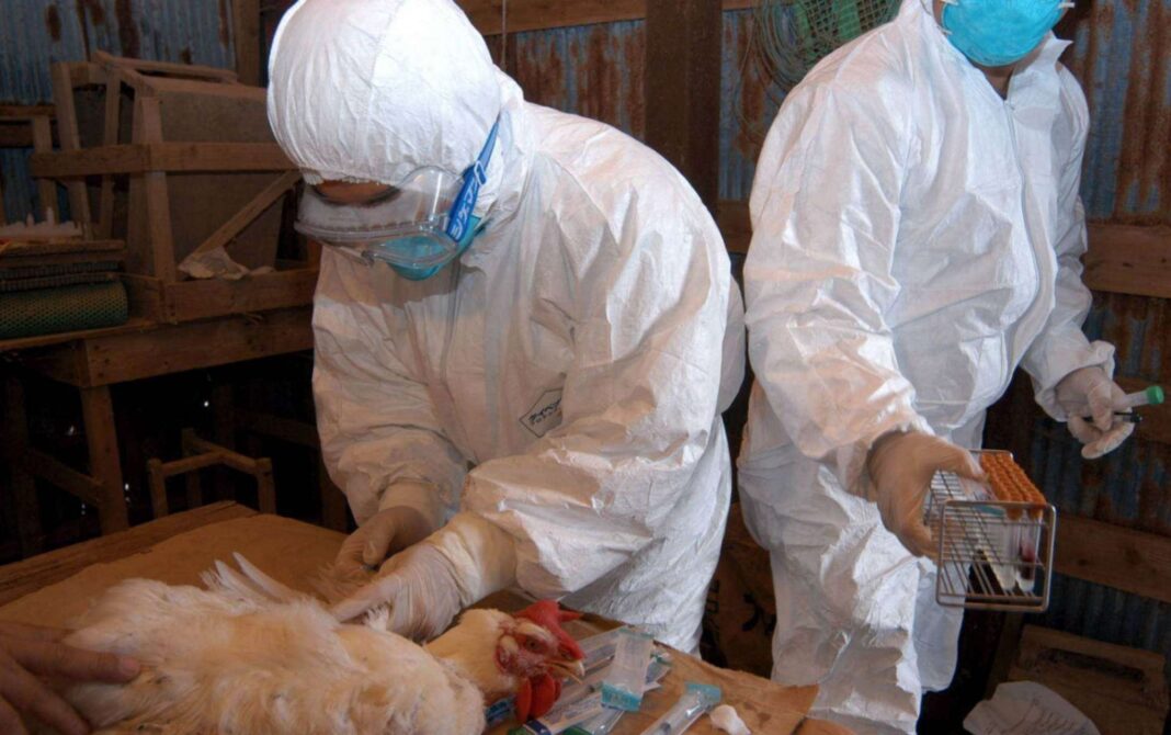 epidemia gripă aviară vaccinarea UE