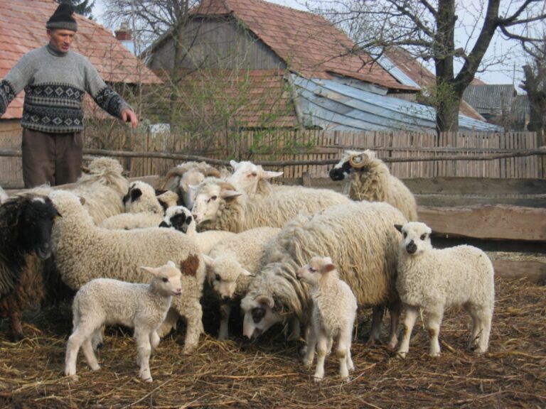 România asigură peste 20% din consumul din UE la carnea de oaie