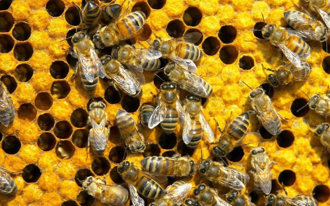 Albinele țipă viespi