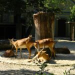 Chile a început vaccinarea experimentală a animalelor de la grădina Zoologică din Santiago