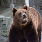 Italia: Un urs ce urma să fie împușcat a scăpat datorită unui posibil transfer în România
