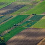 Prognoza agrometeorologică: Creșterea și dezvoltarea culturilor agricole continuă în condiții normale