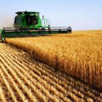APIA, ajutor financiar de aproape 100 milioane de lei pentru peste 7500 de producători de cereale