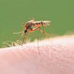 Un al doilea caz de infecție cu West Nile, confirmat în România. Recomandări de la specialiști