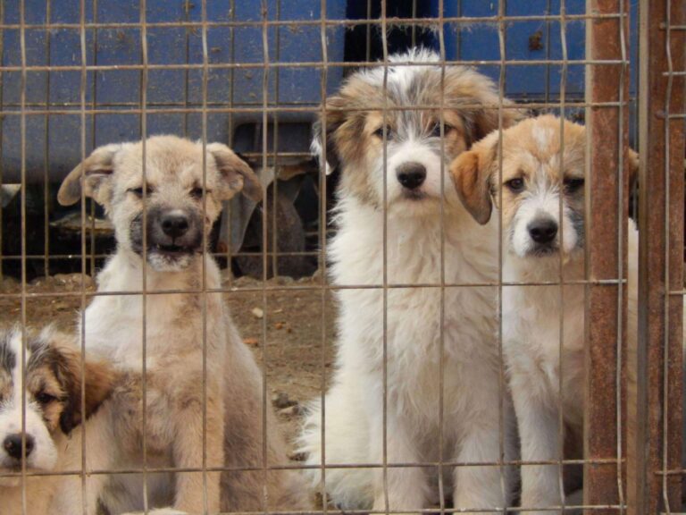 Veste bună pentru iubitorii de animale de companie! Târg de adopții organizat de ASPA la Arena Națională