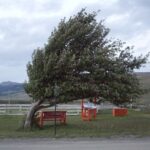 Cod portocaliu de vânt, ninsori viscolite și polei în toată țara