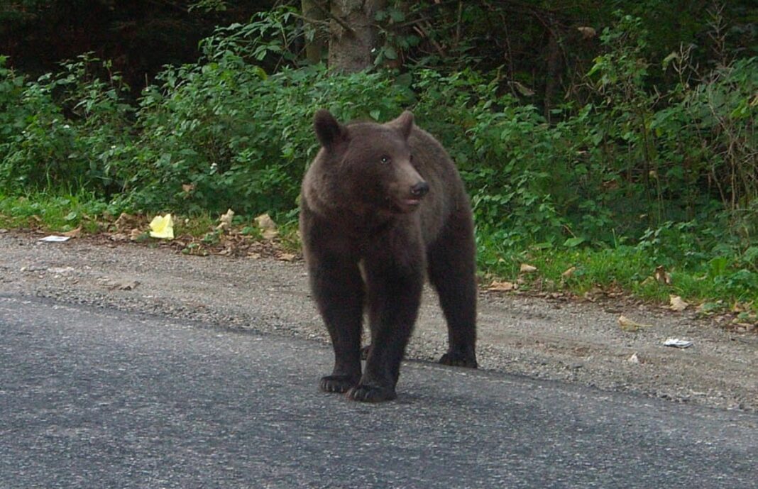 urs străzile Miercurea-Ciuc