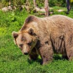 Mai mulți urși au atacat animalele din comuna vâlceană Sălătrucel
