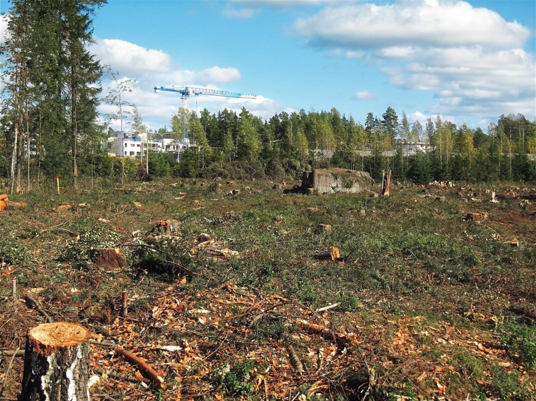 Primăria Capitalei defrișarea 150 arbori
