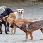 Caz șocant. Copil de șase ani sfâșiat de o haită de câini