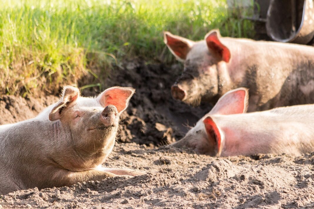 ferma de porci