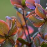 Cele mai căutate aranjamente florale de Crăciun
