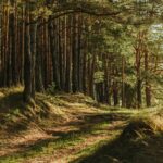 Agent Green atrage atenția că planurile de redresare si reziliență ale UE sunt dezastruoase pentru natură