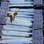 Vulpea a luat în stăpânire a doua mare arenă a patriei