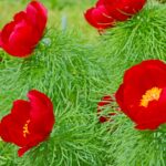 Zilele horticulturii bucureștene, sub semnul bujorului