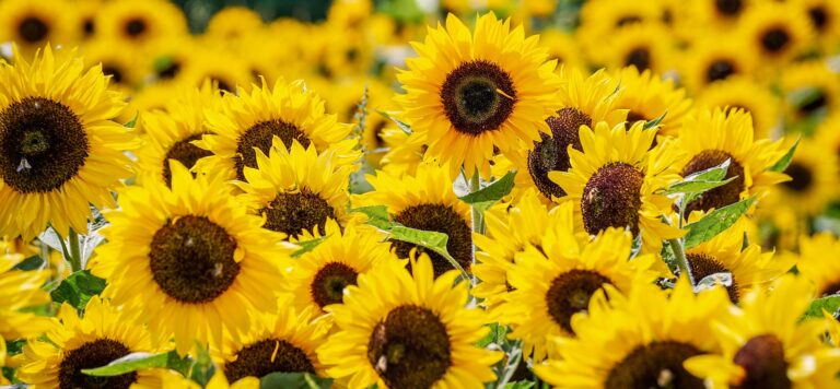 România, „campioana” Uniunii Europene la producția de floarea soarelui în 2022