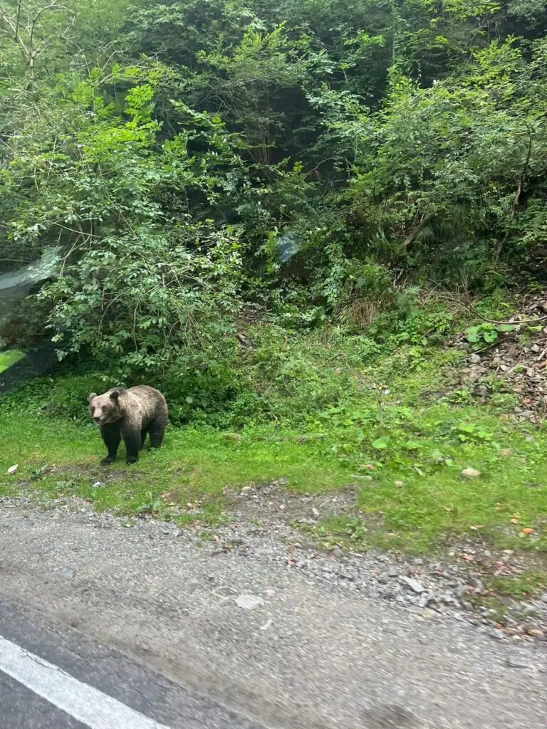 urs turul României