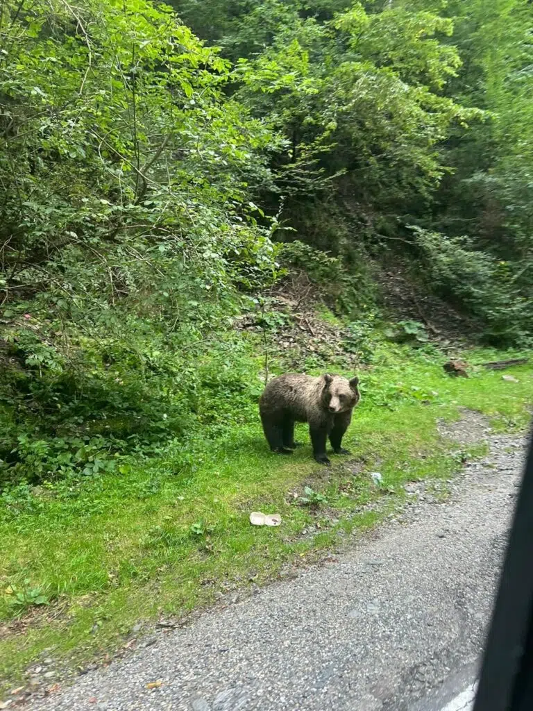 urs turul României