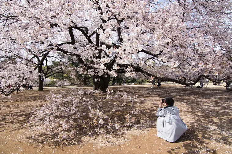 Japonia