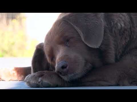 VIDEO: Povestea lui Bobi, cel mai bătrân câine din lume