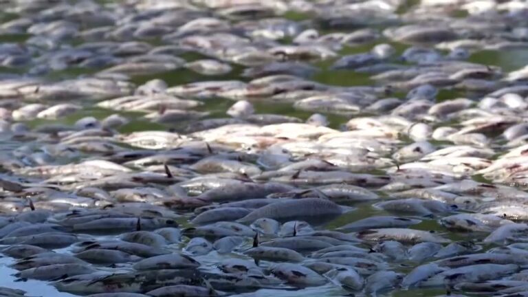 VIIDEO: Sute de mii de pești morți plutesc în râul Darling, în apropiere de orașul Menindee