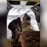 VIDEO: Fân aruncat din avion pentru vacile blocate în zăpada