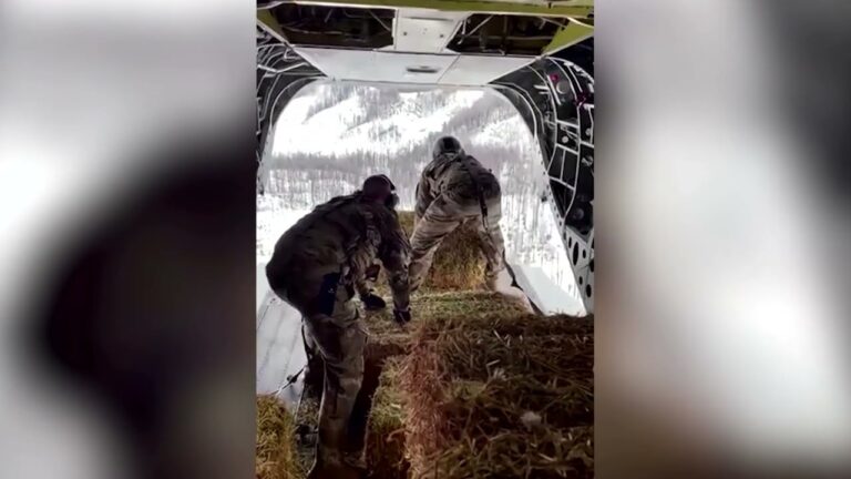 VIDEO: Fân aruncat din avion pentru vacile blocate în zăpada