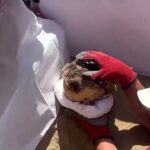 VIDEO: Arheologii din Peru au găsit o mumie a unui adolescent