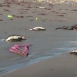 Sute de păsări moarte au apărut pe o plajă din Chile