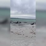Zeci de balene au fost găsite eșuate în Australia