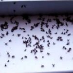 Cum putem scăpa de muște fără spray și soluții chimice. Trucuri naturiste pe care le ai sigur la îndemână