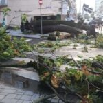 Prăpăd la Satu Mare – O furtună de câteva minute a măturat totul în cale: circulație blocată, copaci rupți