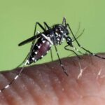 „Febra leneșului” se extinde în Europa. Nu există tratament și nici vaccin