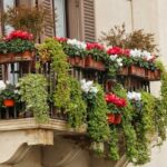 Amestecul pe care trebuie să-l pui în ghiveci pentru o înflorire rapidă. Trucul simplu care îți transforma balconul într-o grădină