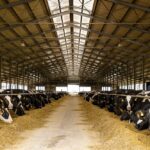 Cine este fermierul care are peste 10.000 de vaci și lucrează 7.000 ha teren în România
