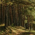Pădurar, amenințat cu moartea de un grup de braconieri de trufe! Bărbatul s-a trezit cu ei la poartă