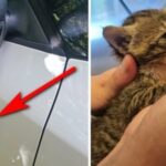 Amenda usturătoare primită de un bărbat care a abandonat un pisoi într-o pungă de plastic, de oglinda unei ambulanţe veterinare 
