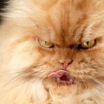 Cele mai MIAU vedete feline. Mulți influenceri umani și-ar dori audiența lor