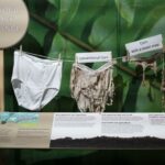 Ce se întâmplă dacă-ți îngropi chiloții în gradină? Efectul este neașteptat