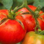 Sunt roșiile crăpate cu adevărat comestibile? Ce spun specialiștii