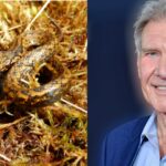 O nouă specie șarpe a fost denumită după Harrison Ford. Ce zice actorul că are în comun reptila