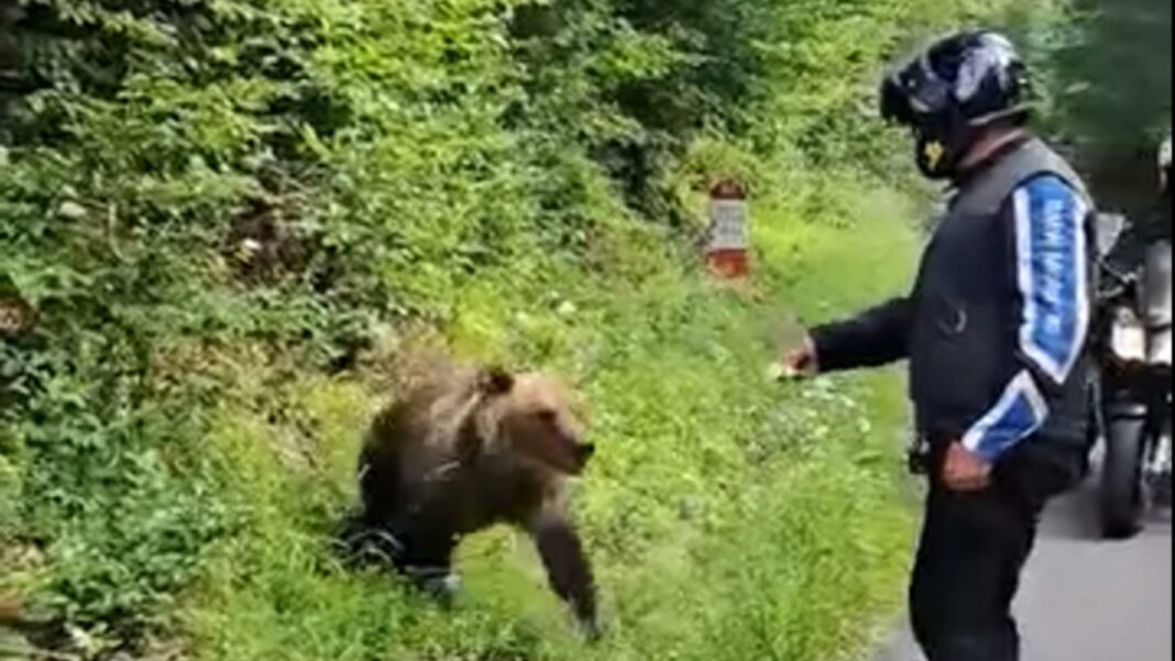 bărbat mușcat urs Bistrița-Năsăud
