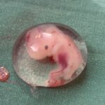 A fost creat primul embrion uman de laborator, fără a se folosi ovule si spermatozoizi