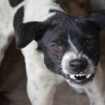 Tragedie Mălureni, Argeș: Un bărbat a murit mușcat de un câine