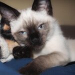Cine sunt animalele care ar putea vedea spirite. Capacitatea patrupedelor de a percepe lumina UV i-a uimit pe cercetători