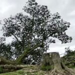 VIDEO: Arborele Sycamore Gap din Marea Britanie a fost tăiat în mod deliberat