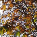 Alertă meteo: cod galben de fenomene periculoase, în următoarele ore – HARTA