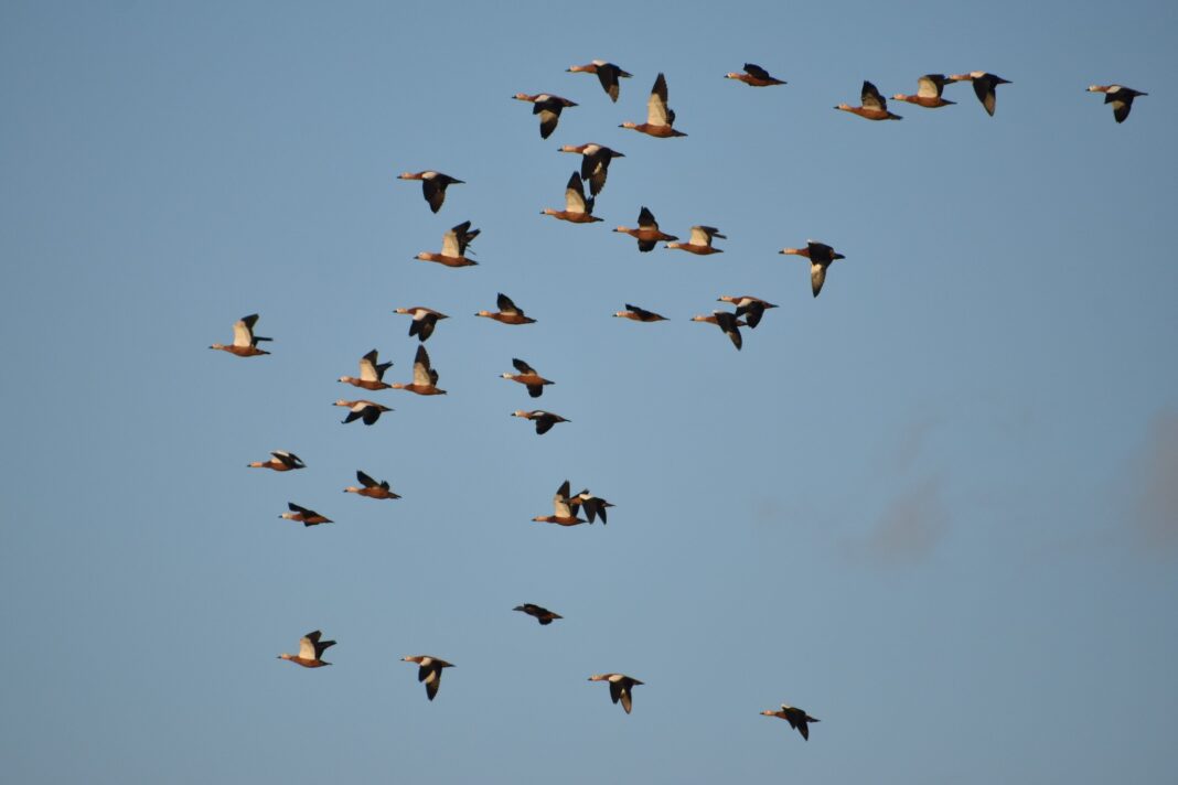 weekend observare păsări migratoare